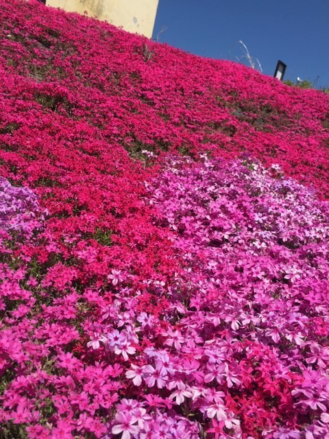 好きな物ってなんですか?_c0344679_17163086.jpg