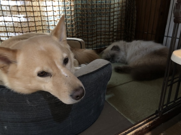 b0377882_13125463.jpeg