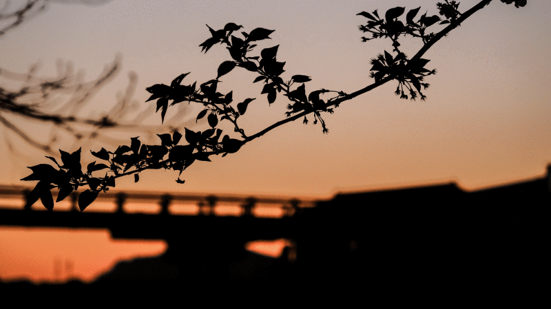 e0243382_16071811.gif
