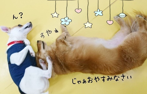 ごろーーん_f0357682_13030135.jpg