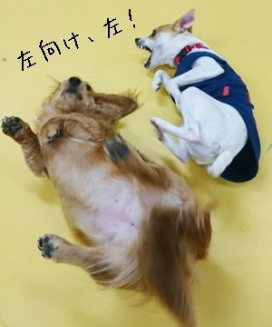 ごろーーん_f0357682_13031273.jpg