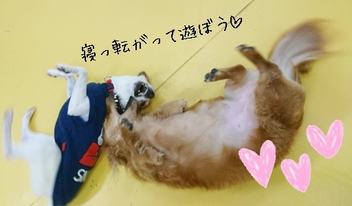 ごろーーん_f0357682_13031889.jpg