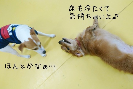 ごろーーん_f0357682_13032423.jpg