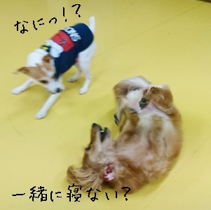 ごろーーん_f0357682_13032862.jpg
