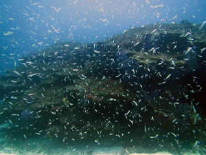 f0144385_11285834.jpg