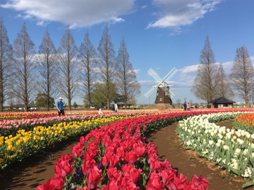 あけぼの山農業公園   チューリップが咲き乱れる！_b0111791_16151819.jpg