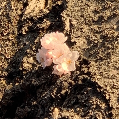 念力を送るカメラ男子 パカッと咲くのを待ち構える_a0134394_07400732.jpeg