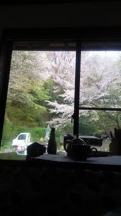満開の桜の花のウィンドウピクチャーで、あさごはん_c0280108_20435208.jpg