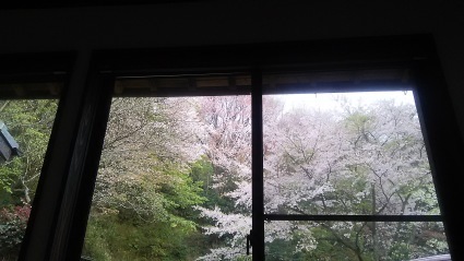 満開の桜の花のウィンドウピクチャーで、あさごはん_c0280108_20442851.jpg