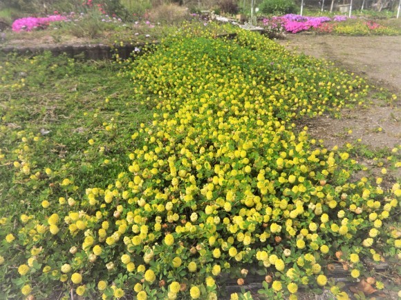 ホップクローバー だんご虫の花 ホップクローバー だんご虫の花