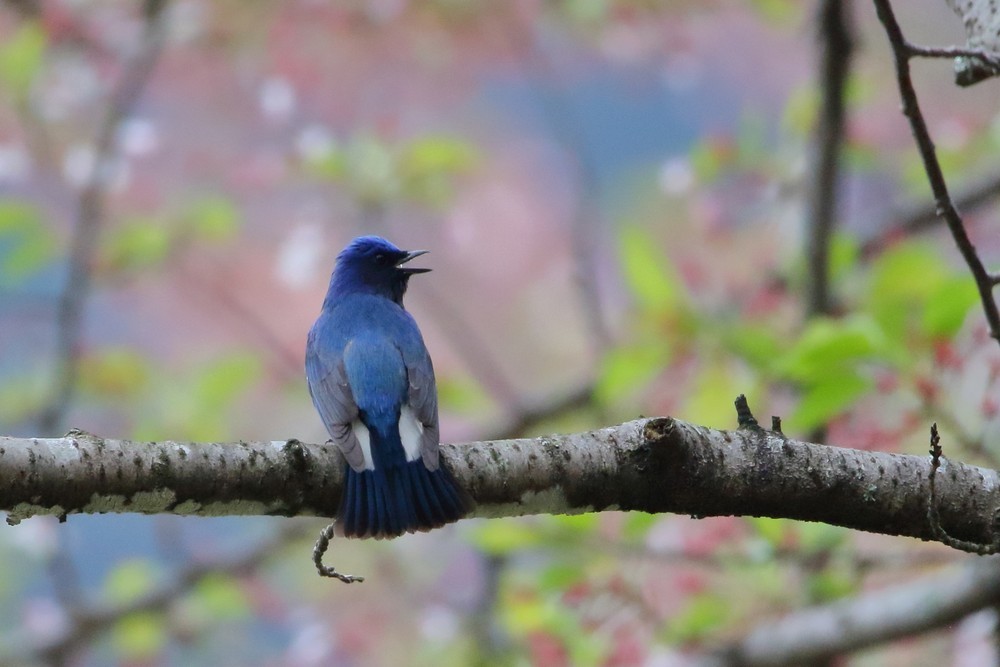 カワガラスの雛（2019年4月17日）_f0235311_18265923.jpg