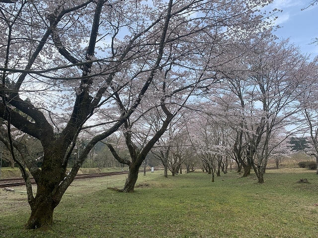 桜を求めて　2019_d0177220_11084111.jpg