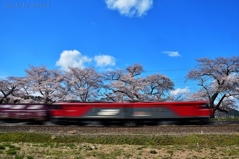 みちのく桜と電車3_d0067934_08513562.jpg
