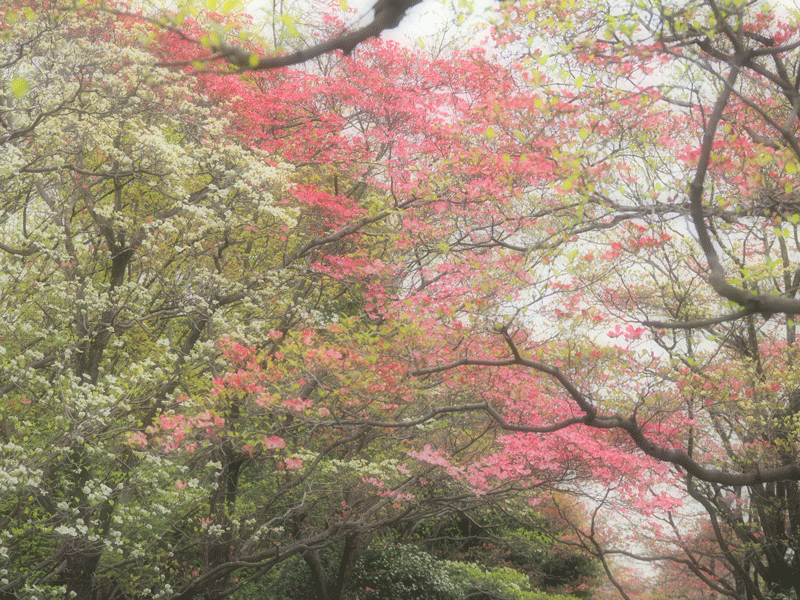 d0290240_11194198.gif