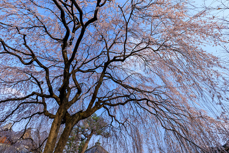 桜咲く京都2019　本満寺の一本桜_f0155048_23441446.jpg