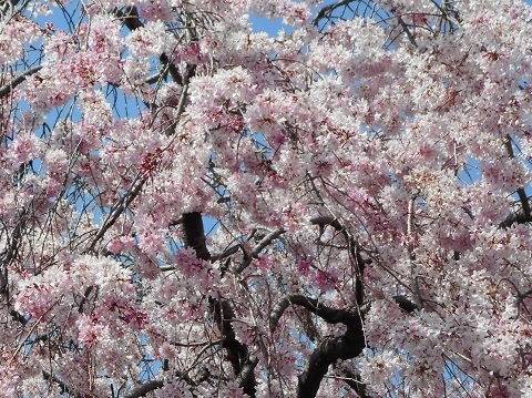 2019年の「花見」(2)_f0197754_19033189.jpg