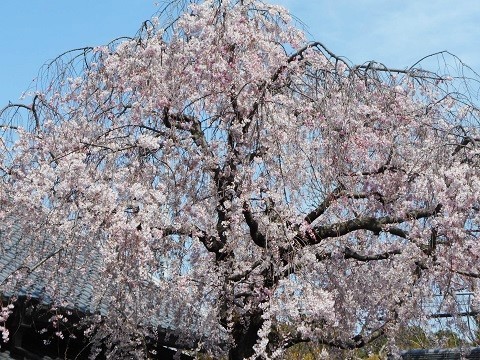 2019年の「花見」(2)_f0197754_19033568.jpg