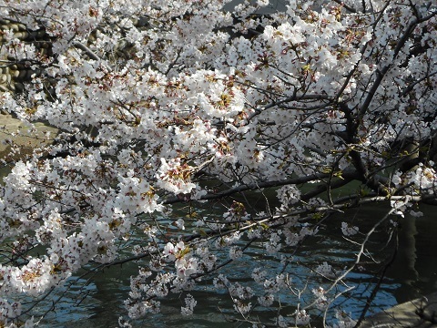 2019年の「花見」(2)_f0197754_19093112.jpg