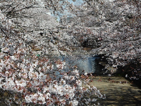 2019年の「花見」(2)_f0197754_19094369.jpg