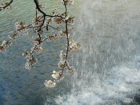 2019年の「花見」(2)_f0197754_19094787.jpg
