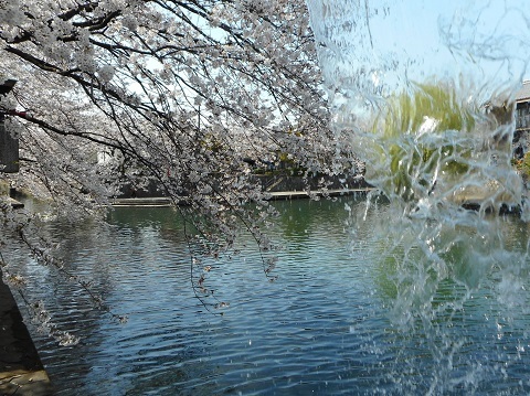 2019年の「花見」(2)_f0197754_19095469.jpg