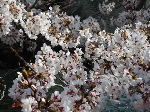 2019年の「花見」(2)_f0197754_19222652.jpg