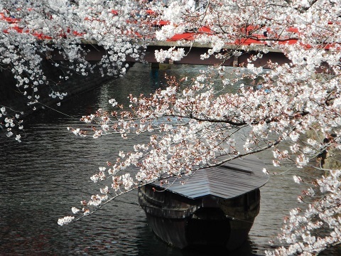 2019年の「花見」(2)_f0197754_19223233.jpg
