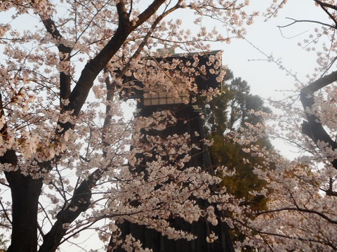 2019年の「花見」(2)_f0197754_19294779.jpg