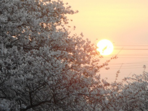 2019年の「花見」(2)_f0197754_19295746.jpg