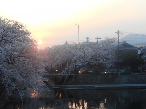2019年の「花見」(2)_f0197754_19300143.jpg