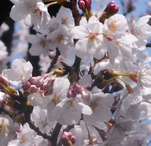 2019年の「花見」(2)_f0197754_19301154.jpg