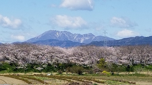 2019年の「花見」(3)_f0197754_19432023.jpg