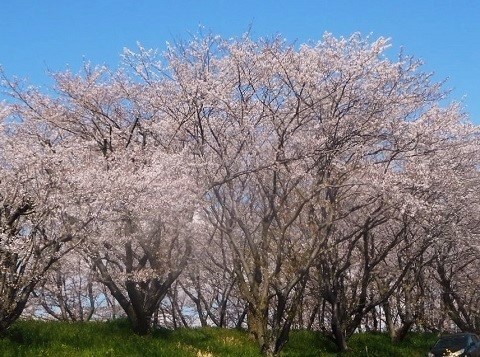 2019年の「花見」(3)_f0197754_19513572.jpg