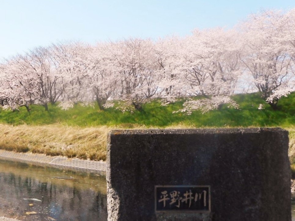 2019年の「花見」(3)_f0197754_19513810.jpg
