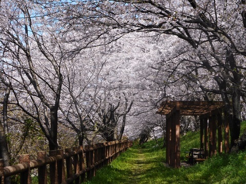 2019年の「花見」(3)_f0197754_19532898.jpg