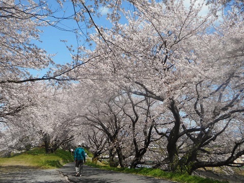 2019年の「花見」(3)_f0197754_19533001.jpg