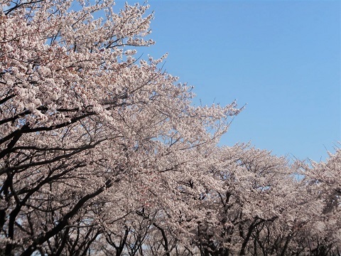 2019年の「花見」(3)_f0197754_19533341.jpg