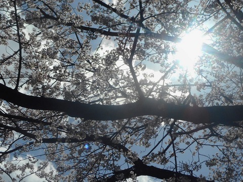2019年の「花見」(3)_f0197754_19533776.jpg