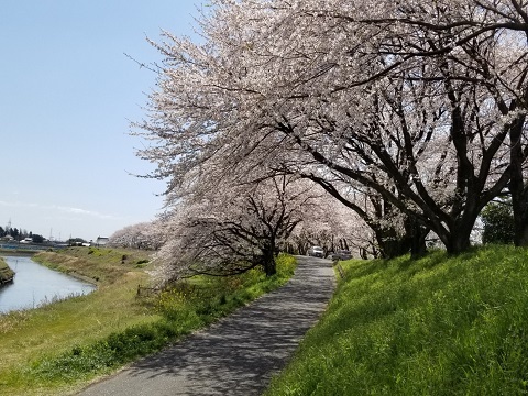 2019年の「花見」(3)_f0197754_19534856.jpg