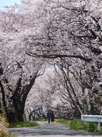 2019年の「花見」(3)_f0197754_19542841.jpg