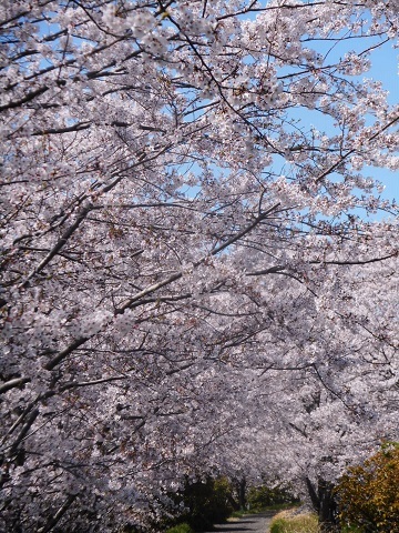 2019年の「花見」(3)_f0197754_19544133.jpg
