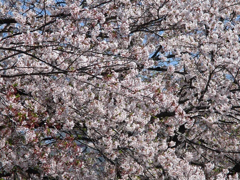 2019年の「花見」(4)_f0197754_20260662.jpg