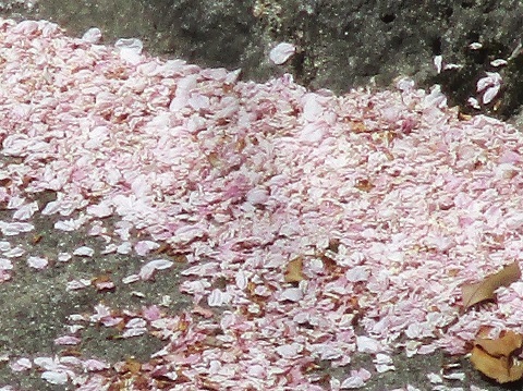 2019年の「花見」(4)_f0197754_20261255.jpg