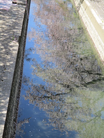 2019年の「花見」(4)_f0197754_20261430.jpg