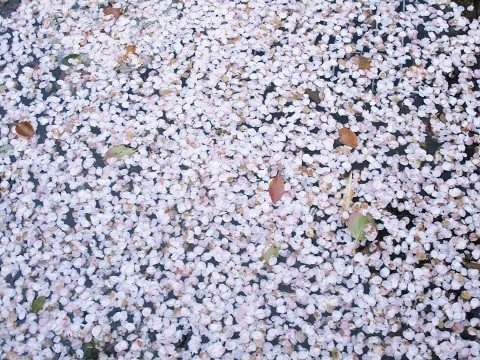 2019年の「花見」(4)_f0197754_20261793.jpg