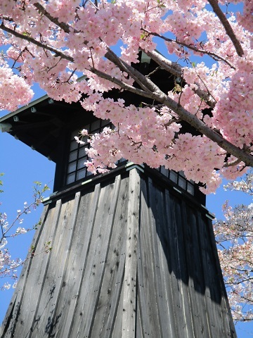 2019年の「花見」(4)_f0197754_20262716.jpg