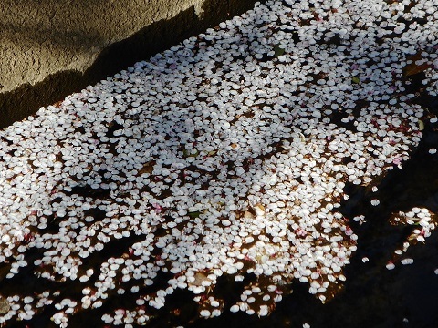 2019年の「花見」(4)_f0197754_20305568.jpg