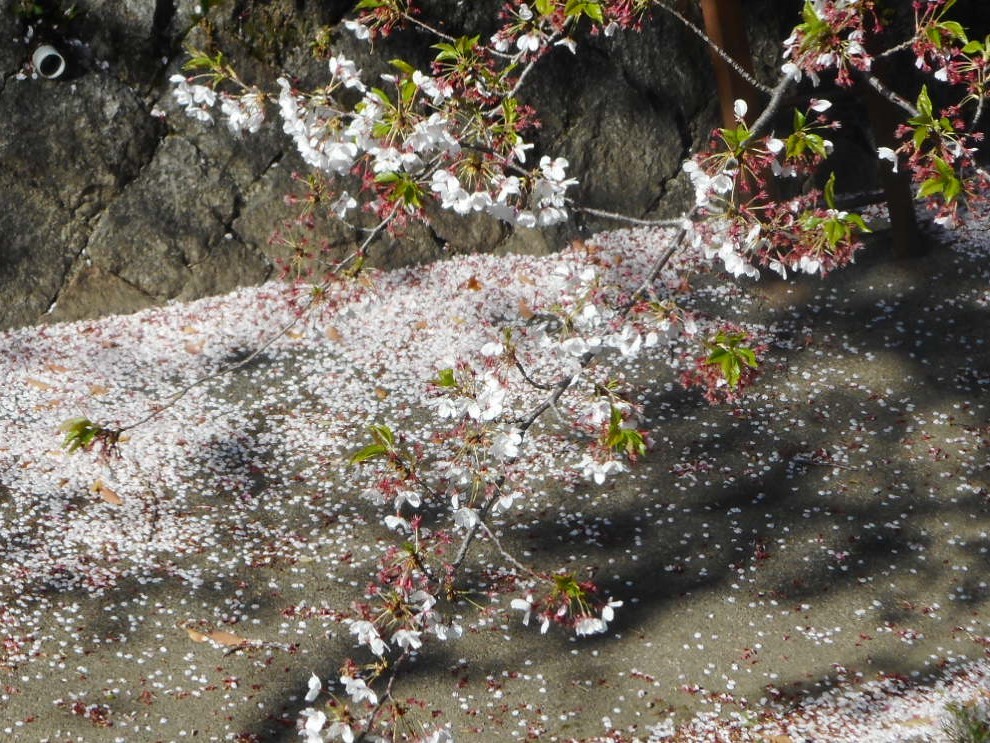 2019年の「花見」(4)_f0197754_20305898.jpg