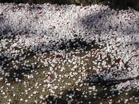 2019年の「花見」(4)_f0197754_20310103.jpg