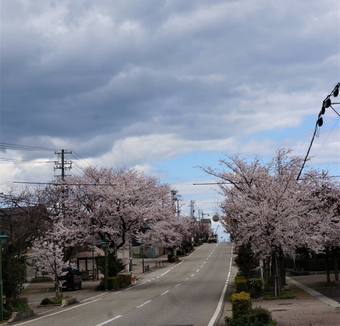 お花見女子会 万葉の世界を覗き 古城公園の桜を堪能 さくらのひとりごと